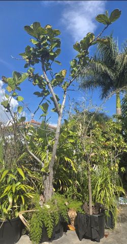 14 Ft Fiddle Leaf Fig Tree (Potted)
