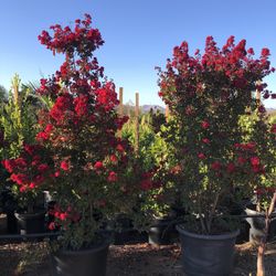 24g Crepe Myrtle Dianimite Red Low Branch