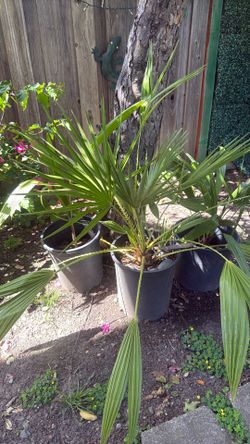 Price x 3 plam . $60