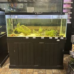 65 gallon aquarium ensemble