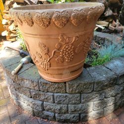 Huge Plants Pots 