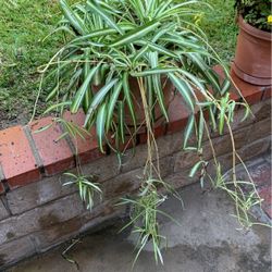 Spider Plants 🪴 In Pot Decorative Green Easy To Care For 