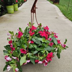 Vinca Beautiful And Healthy HANGING BASKETS PLANTS ARRIVED. $14 each