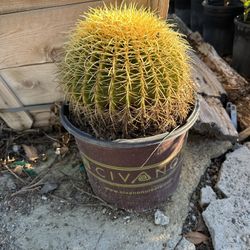 Golden Barrel Cactus 