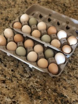Chicken Eggs!