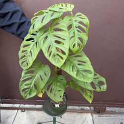 XXL Swiss Cheese Monstera W/ Pole 