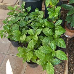 Coffee  Plants