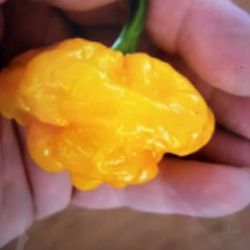 Jamaican Yellow Mushroom Pepper Plants