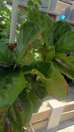 Large Fiddle leaf tree in plastic pot