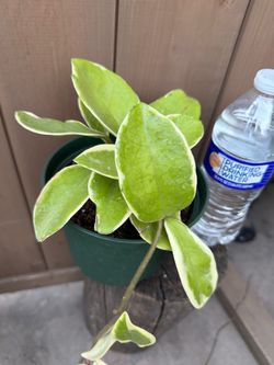 Hoya carnosa