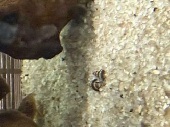 Assassin Snails