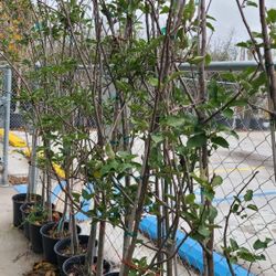 Tree Apple Grafted Winesap  3 Gallones