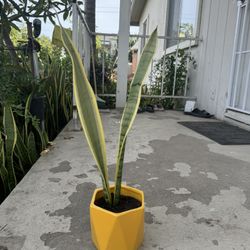 Snake Plant In Ceramic Pot