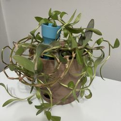 Tradescantia Purple Heart