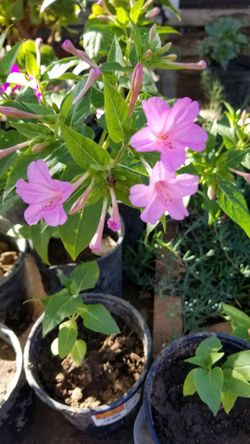 Plants For Sale