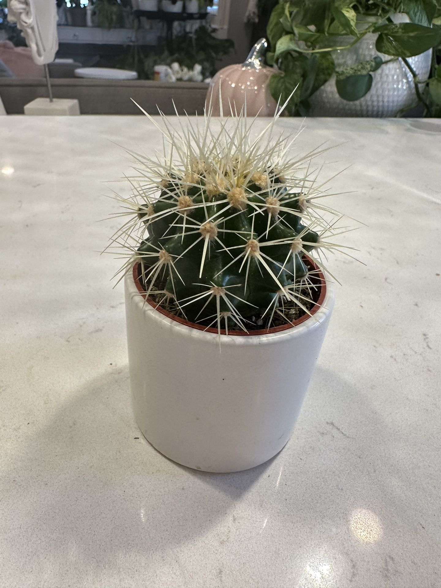 Cactus And Pot 