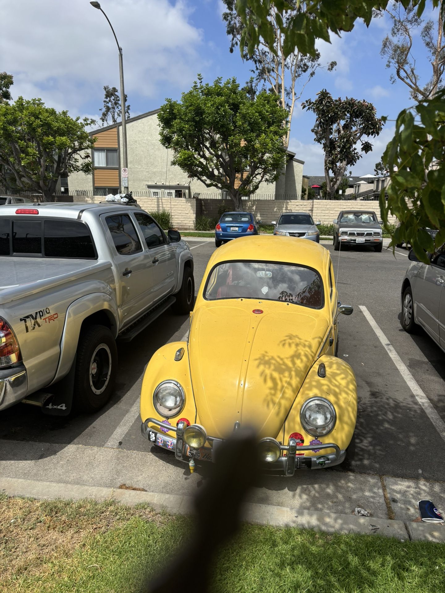 VW Classic Bugs