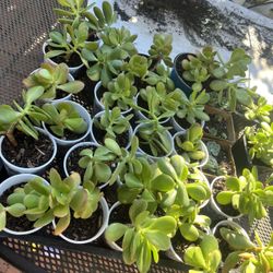 Jade Cuttings 