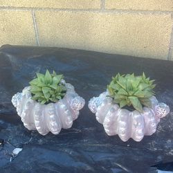 Three succulents Rooted Plants In Cement Pot $10.00 Each One