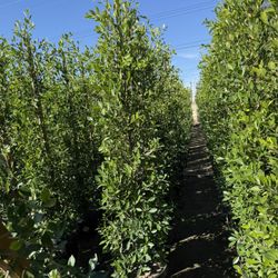 Ficus Nitida Indian Laurel Privacy Hedge 