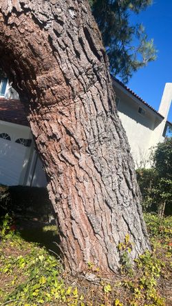 Free wood