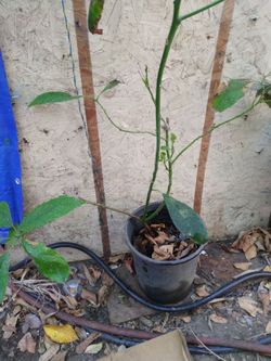 Avocado tree