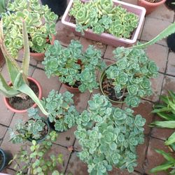 Plantas Varias 