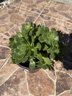 $5.00 Plants