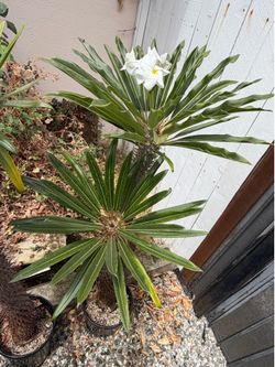 Madagascar palms
