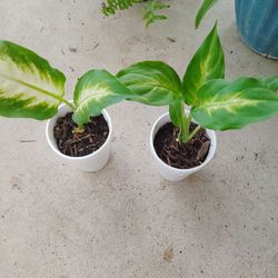 plantas $5 cada una