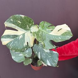 Monstera Thai Constellation In 6” Pot 