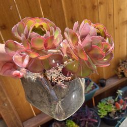 Aeonium Plant Must Pick Up 
