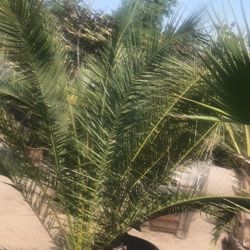 Palms Plant.