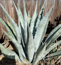 Agave Plant