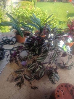 General.. purple wandering jew plant nice