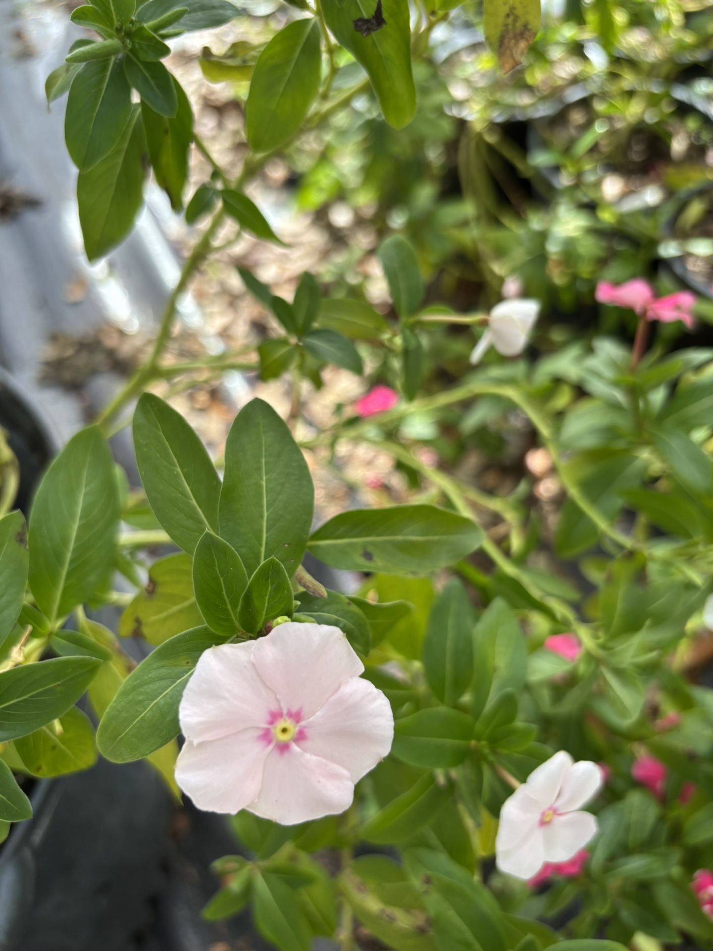 Periwinkle (Catharanthus roseus) plant well rooted 12” tall in 4” pot