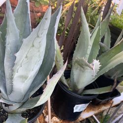 Blue Agaves  Price Is For Each.
