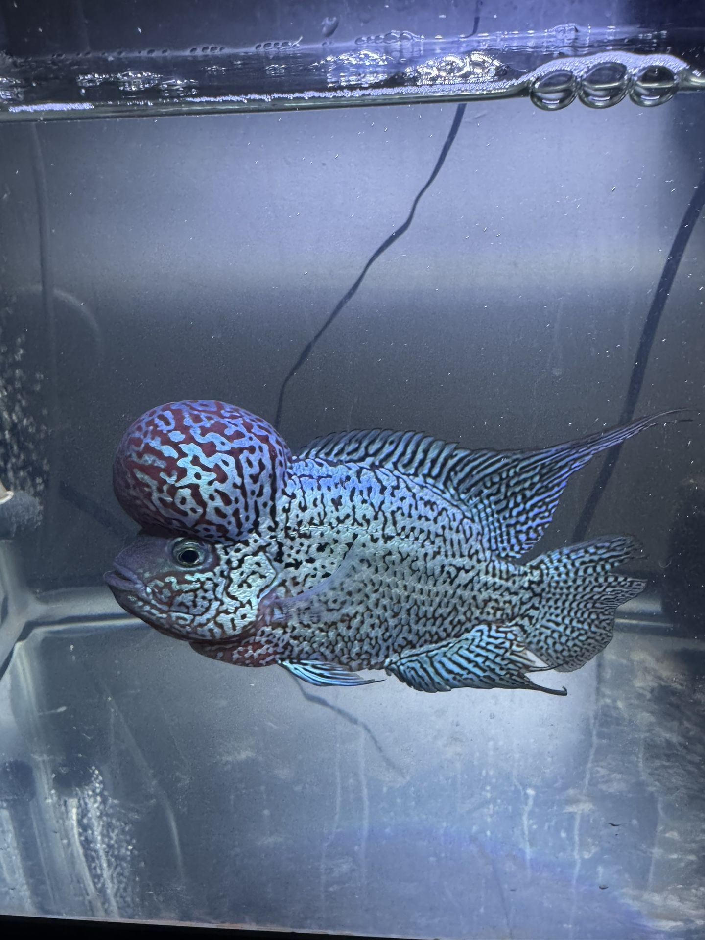 Flower Horn KamFa f2