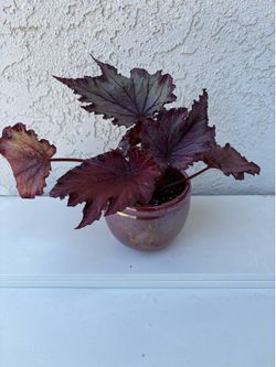 Begonia Festive Lavender