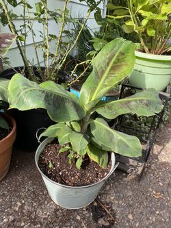 Super healthy banana plant/tree