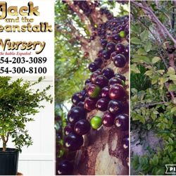 Jaboticaba Brazilian Grapes 3gal Arboles De Jaboticaba Wapuru 3gal 