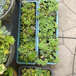 Succulents w/plastic tray