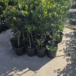 Japanese Blueberry Tree 3gallones 3ft Tall 