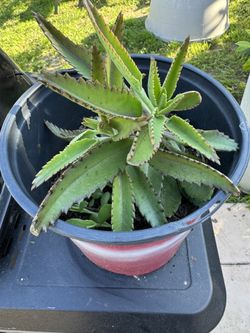 Kalanchoe Plant