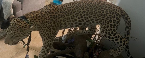 Leopard taxidermy lifesize