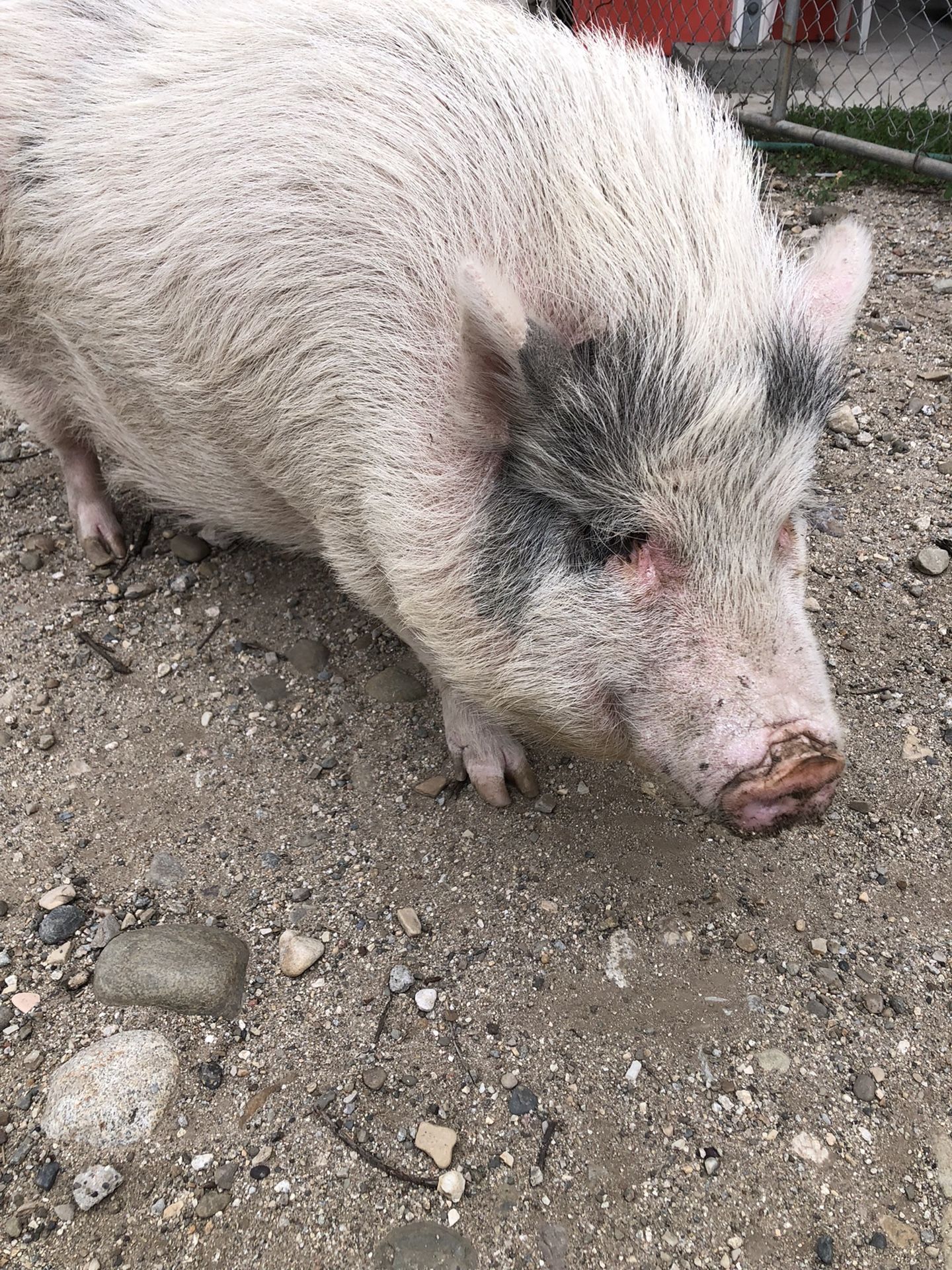 Potbelly Pig
