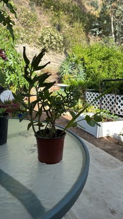 Miscellaneous succulents Kalenchoe jade plant, crassula