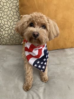 Dog Bandana