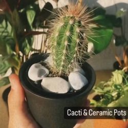 Cactus In Ceramic Pot With Decorative Stones 
