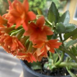 Kalanchoe  succulents family 